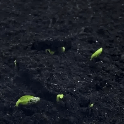 💥LAST DAY SALE 50%OFF💥🌿Premium Rare Hosta Seeds